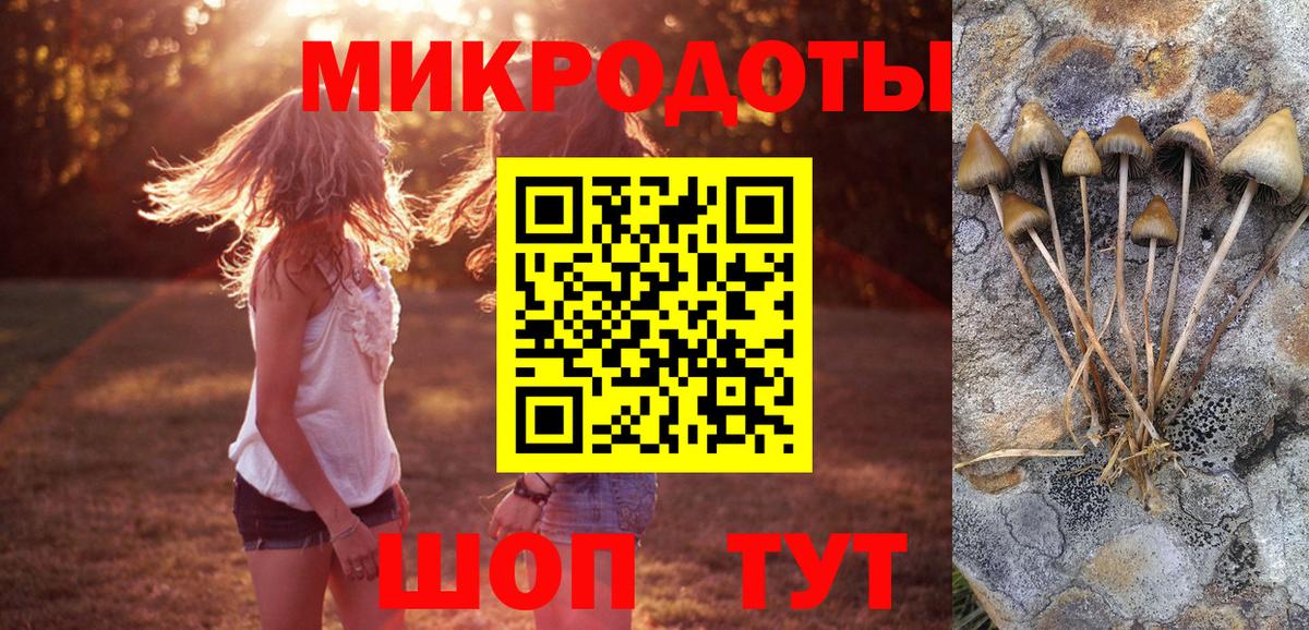 Галлюциногенные грибы Psilocybe Коломна